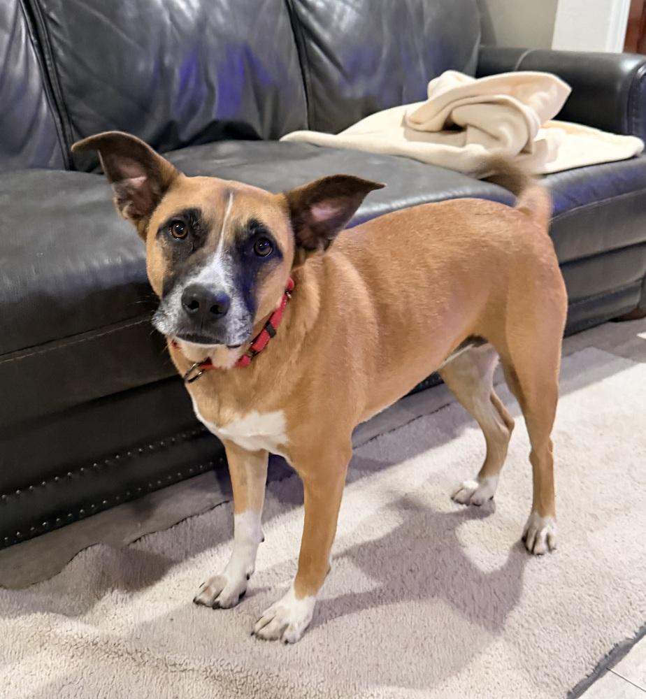 Enlarge Clay, a Adoptable mixed breed in Brookshire, TX image 5/6