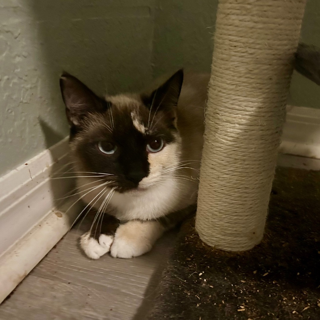 Dahlia, a Adopted mixed breed in Citra, FL image 2/5