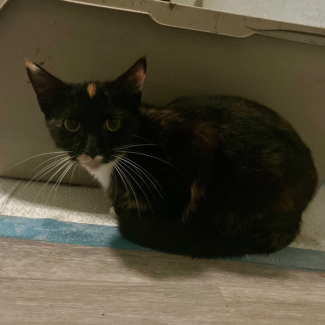 Dahlia, a Adopted mixed breed in Citra, FL image 4/5