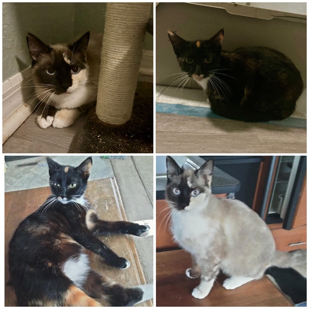 Dahlia, a Adopted mixed breed in Citra, FL image 5/5