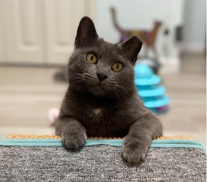 Enlarge Cici + Sylvie (bonded pair), a Adoptable Domestic Short Hair in Nashville, TN image 2/3