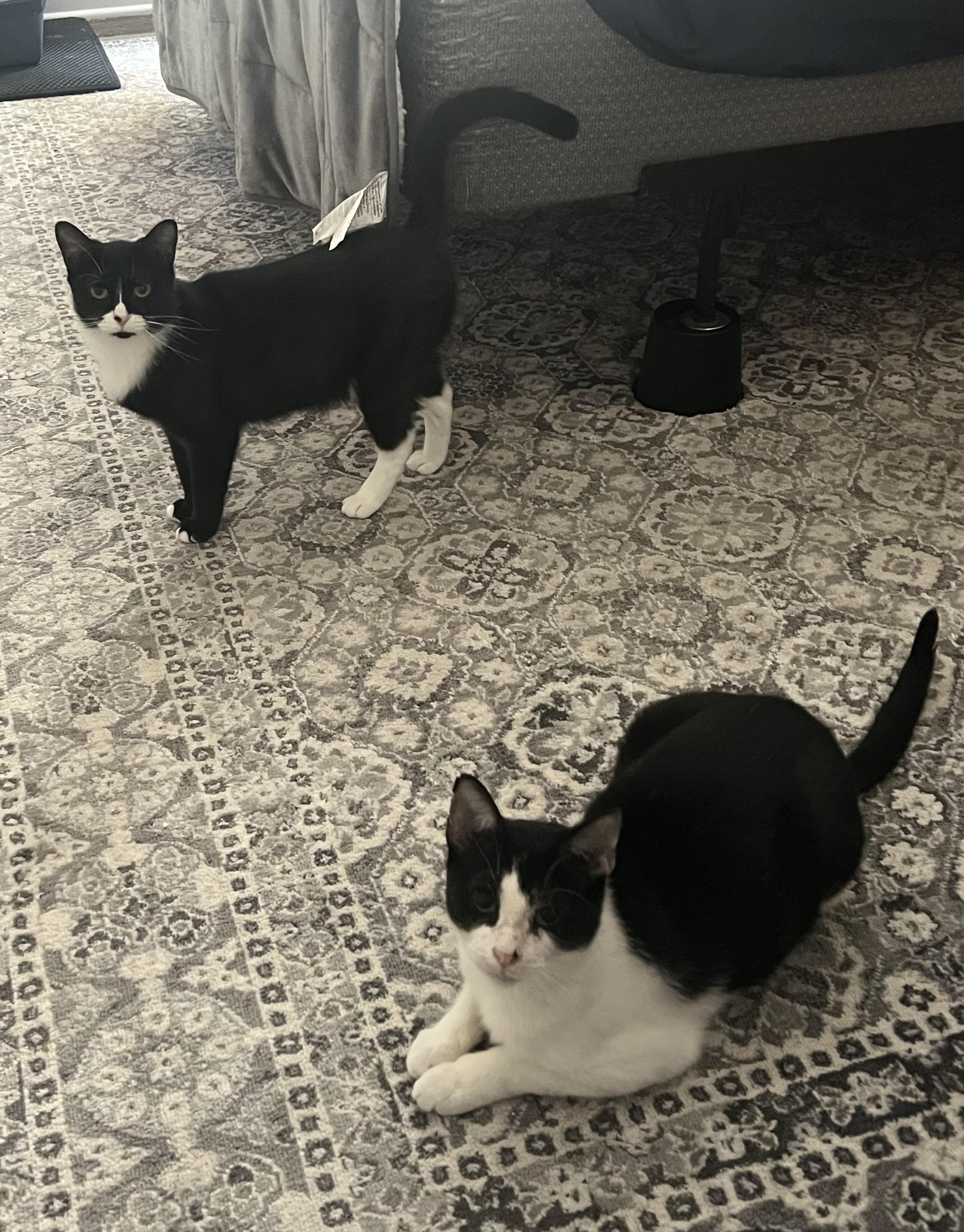 Cici + Sylvie (bonded pair), Adoptable, Adult Female Domestic Short Hair.