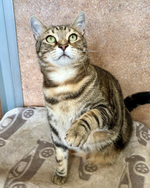 Enlarge Chuck, a Adoptable mixed breed in Novato, CA image 1/1