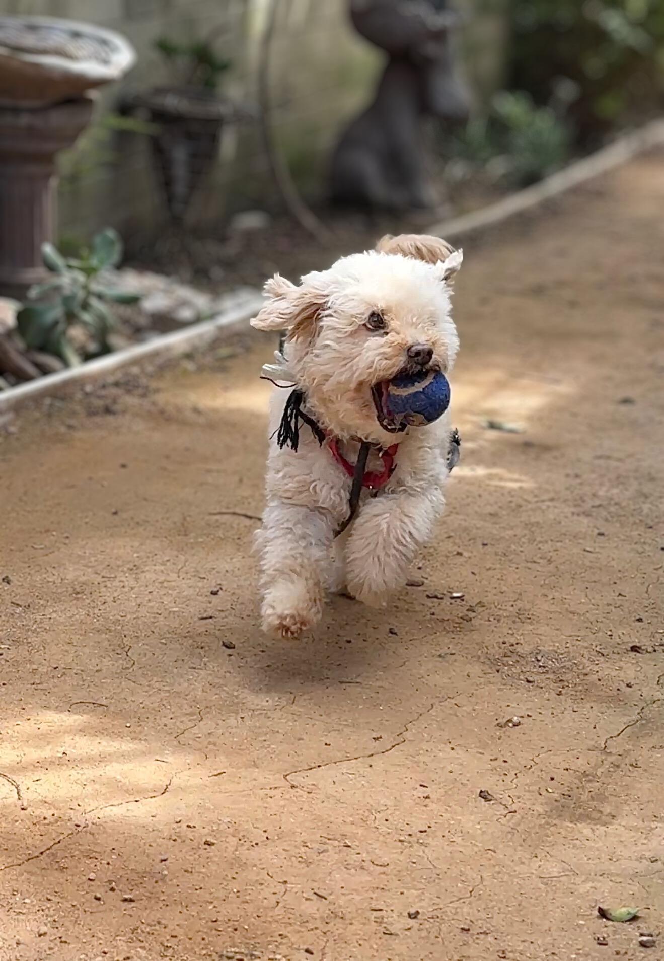 Buddy, a Adoptable mixed breed in Rancho Palos Verdes, CA image 5/6