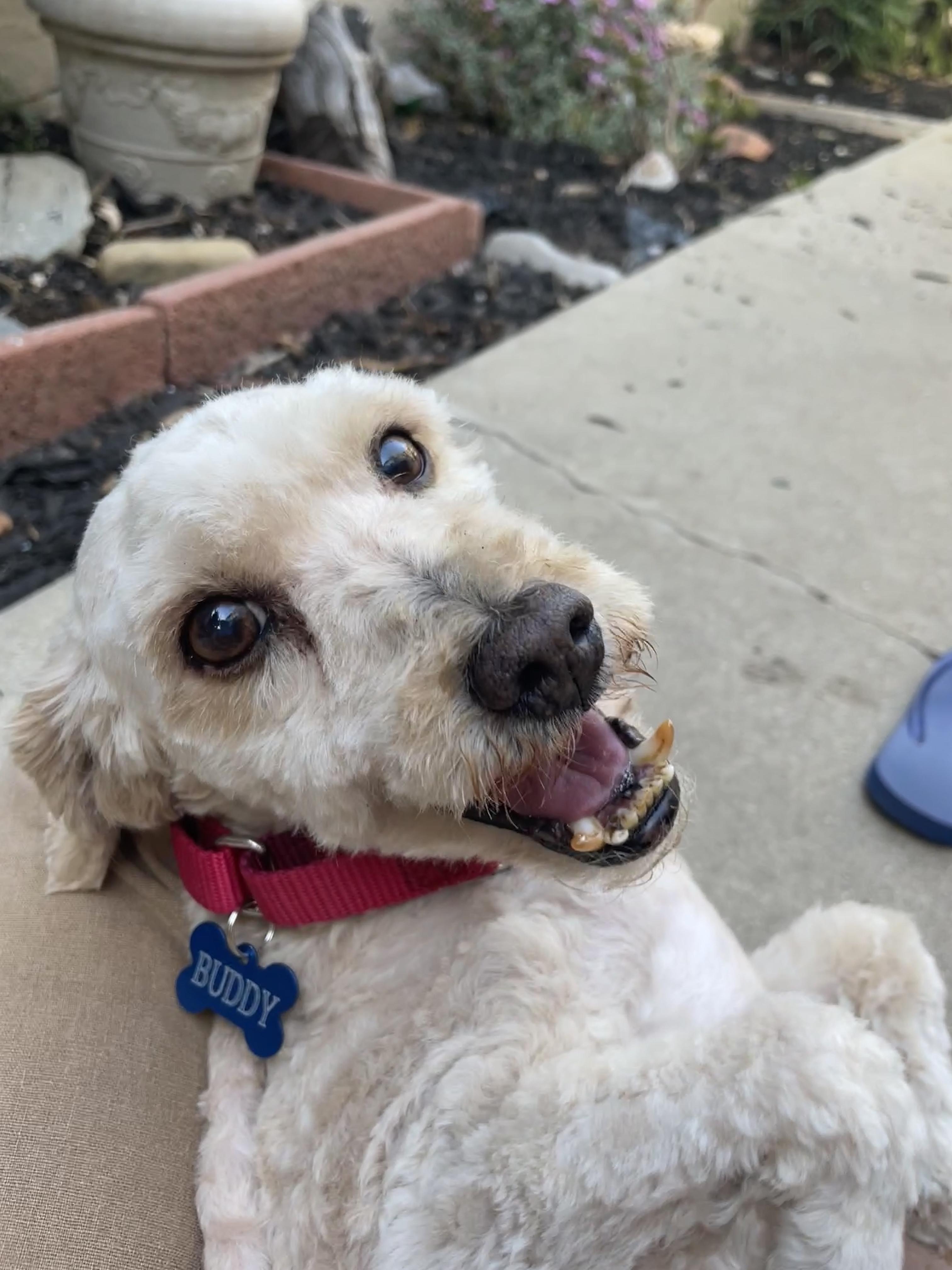 Buddy, a Adoptable mixed breed in Rancho Palos Verdes, CA image 3/6