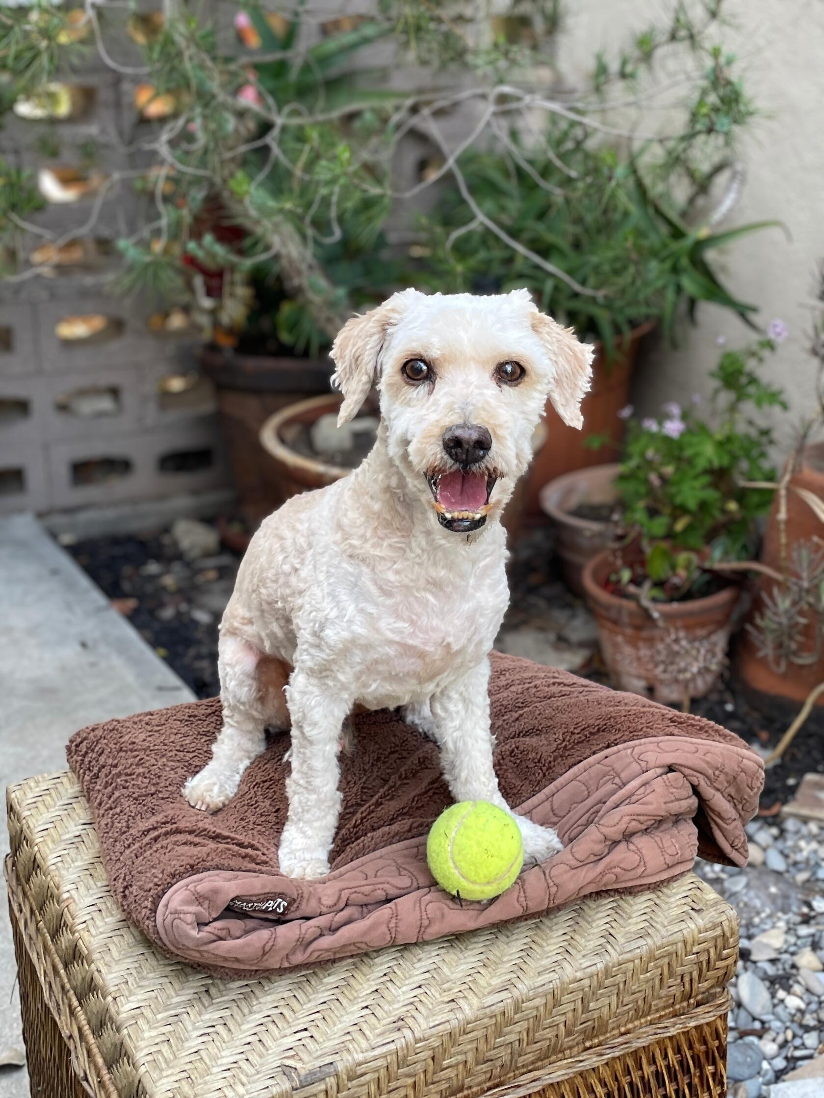 Buddy, Adoptable, Senior Male Miniature Poodle.