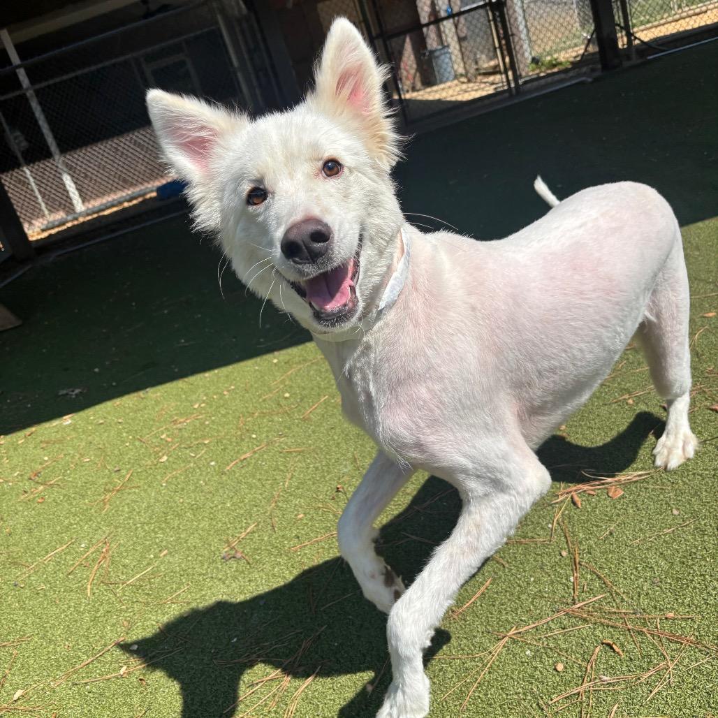Gizmo, Adoptable, Adult Male Husky.
