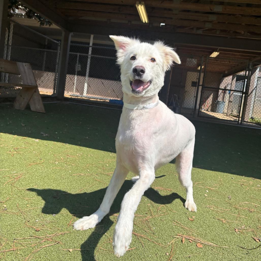 Enlarge Gizmo, a Adoptable Husky in Birmingham, AL image 2/6