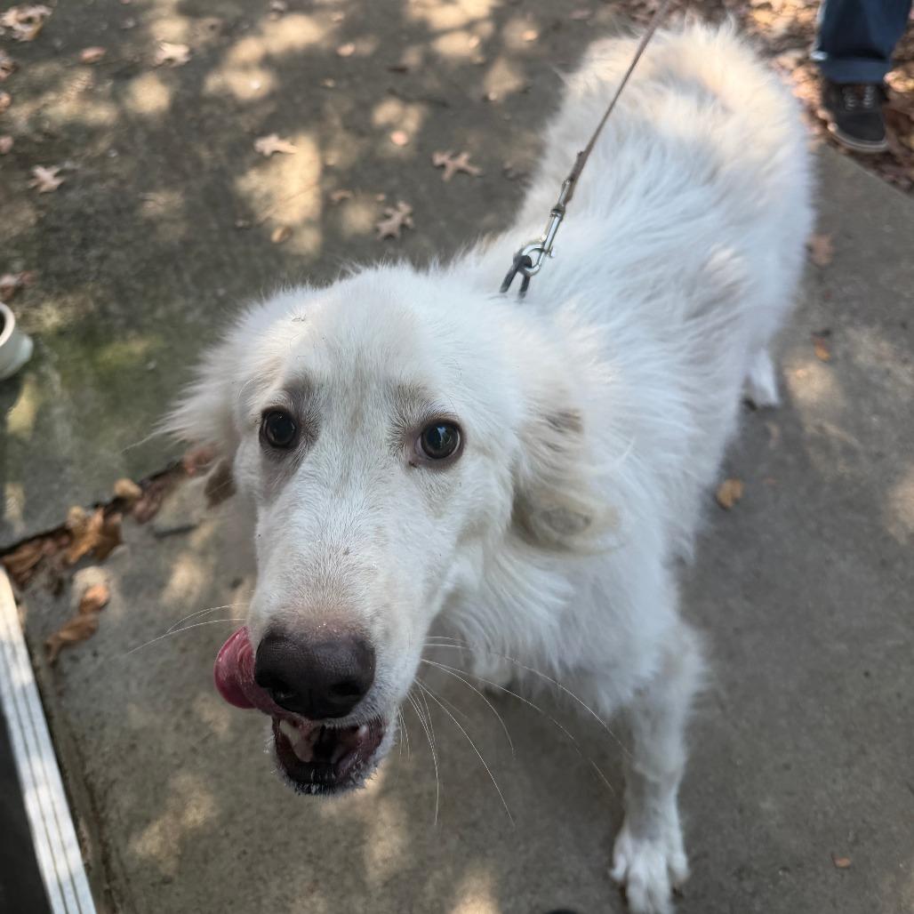 Enlarge Gizmo, a Adoptable Husky in Birmingham, AL image 3/6