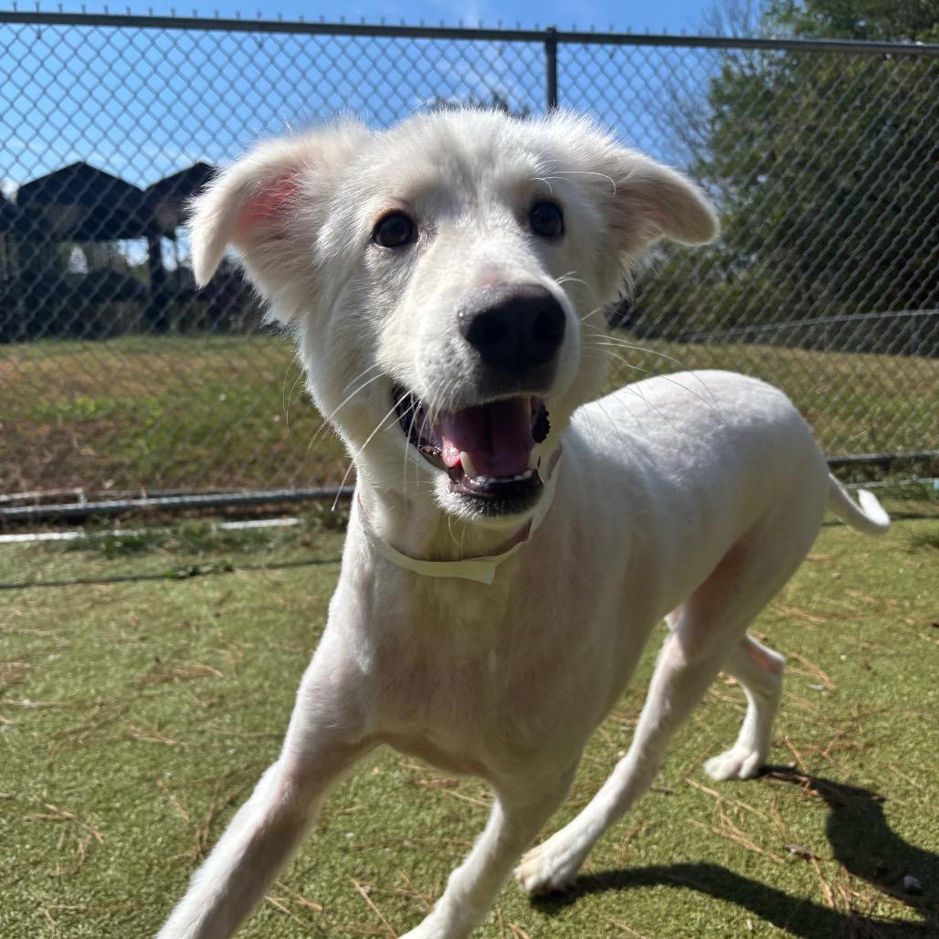 Enlarge Gizmo, a Adoptable Husky in Birmingham, AL image 4/6
