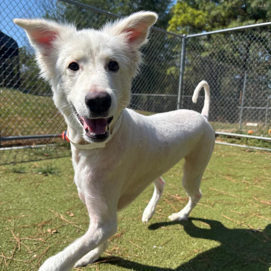 Enlarge Gizmo, a Adoptable Husky in Birmingham, AL image 5/6