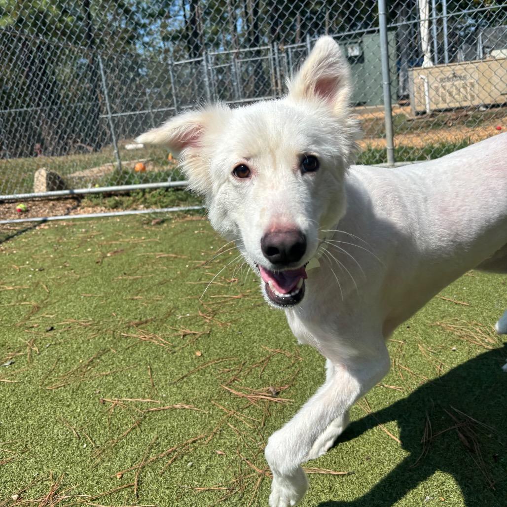 Enlarge Gizmo, a Adoptable Husky in Birmingham, AL image 6/6