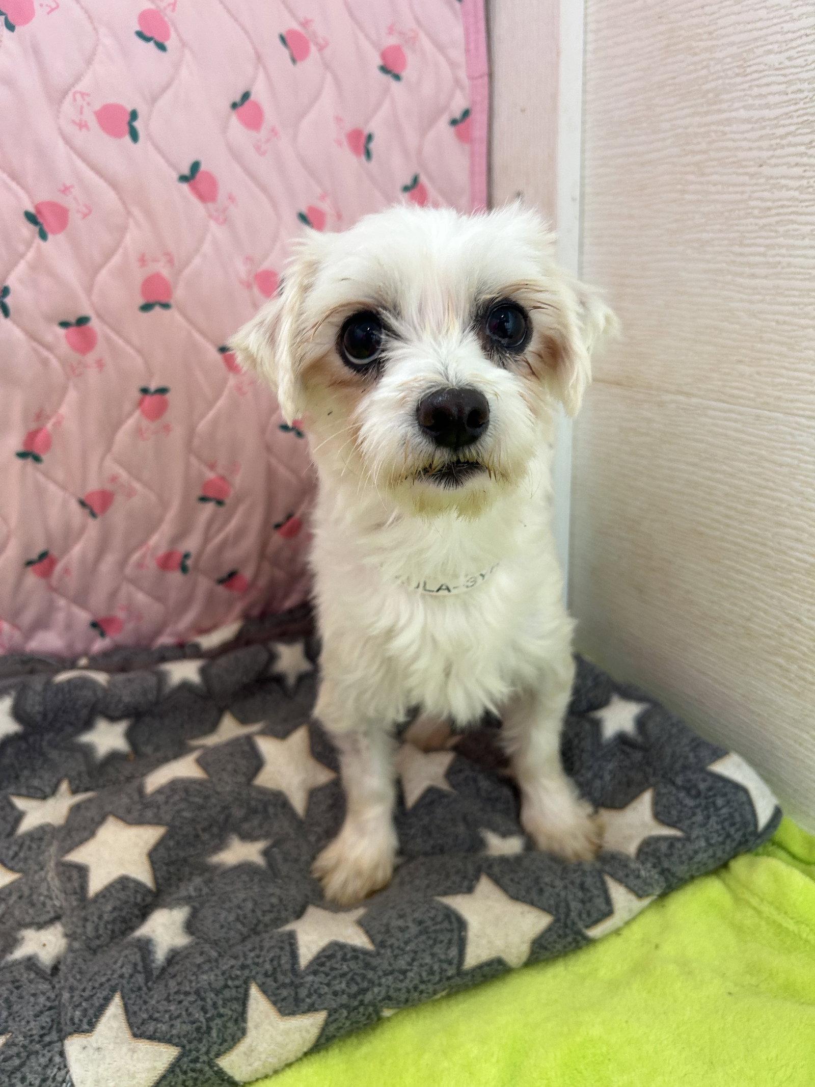 Paula Mar 26, Adoptable, Adult Female Maltese & Poodle.