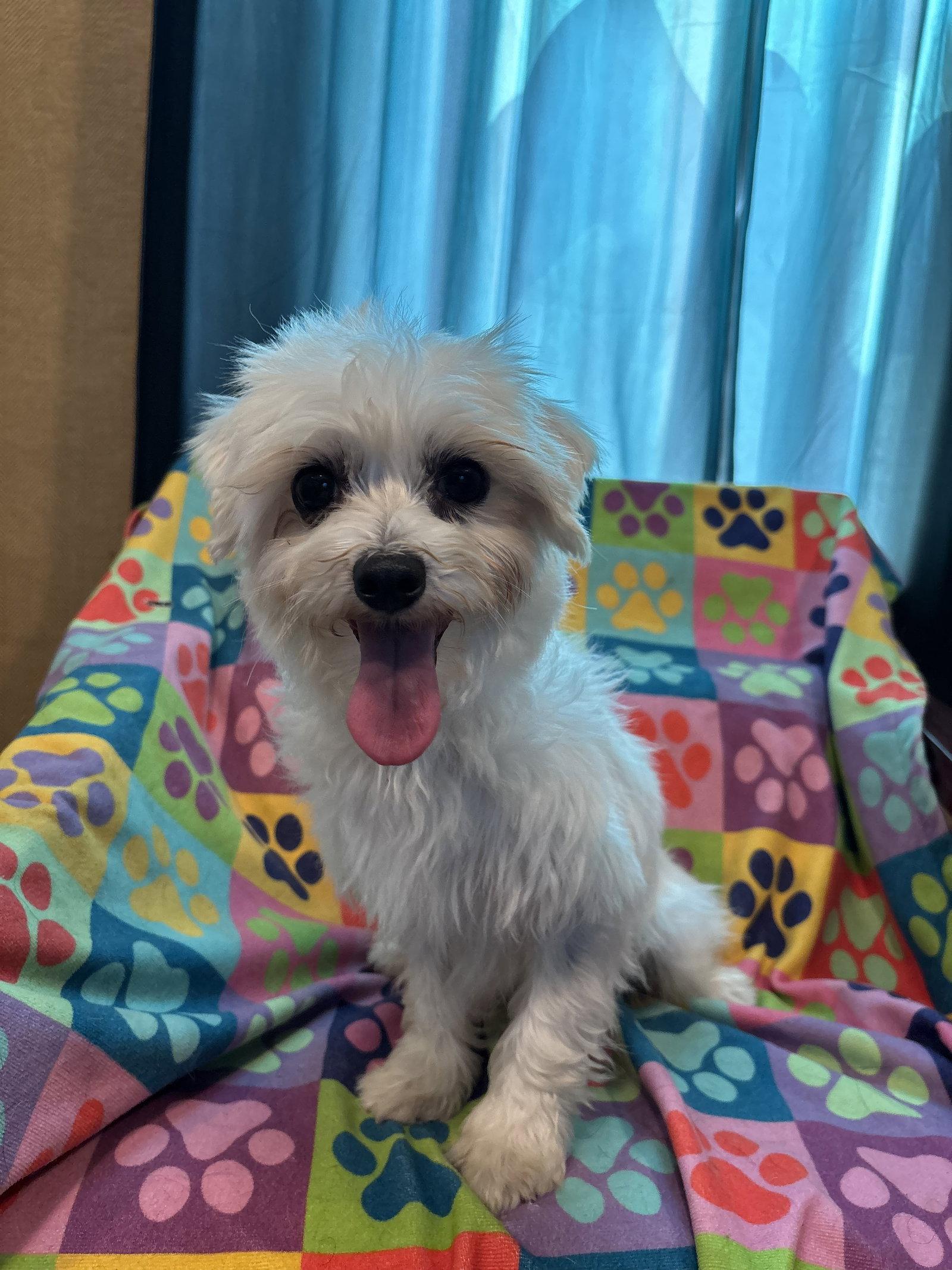 Enlarge Paula Mar 26, a Adoptable mixed breed in Pacolet, SC image 2/3