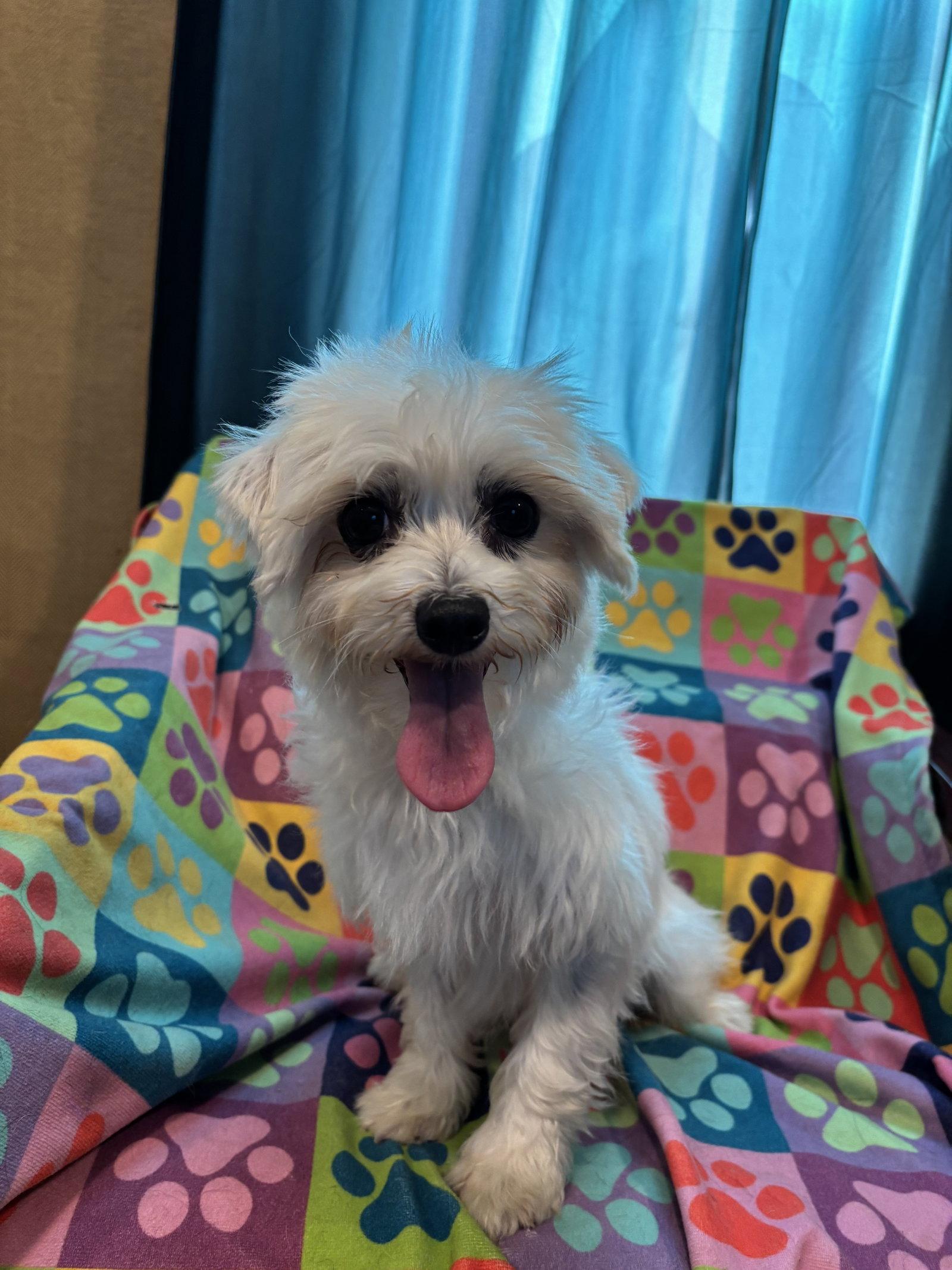 Enlarge Paula Mar 26, a Adoptable mixed breed in Pacolet, SC image 3/3