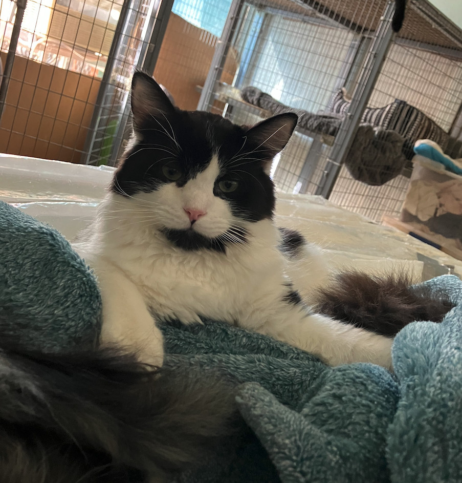 Enlarge Roscoe (rr) (cc), a Adoptable mixed breed in Woodland Hills, CA image 2/6