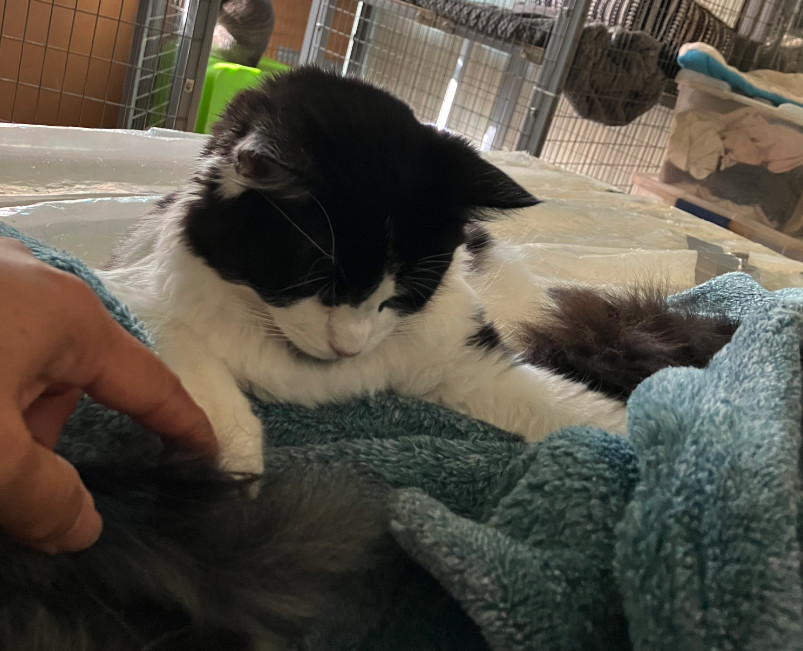 Roscoe (rr) (cc), Adoptable, Young Male Domestic Short Hair & Domestic Medium Hair.