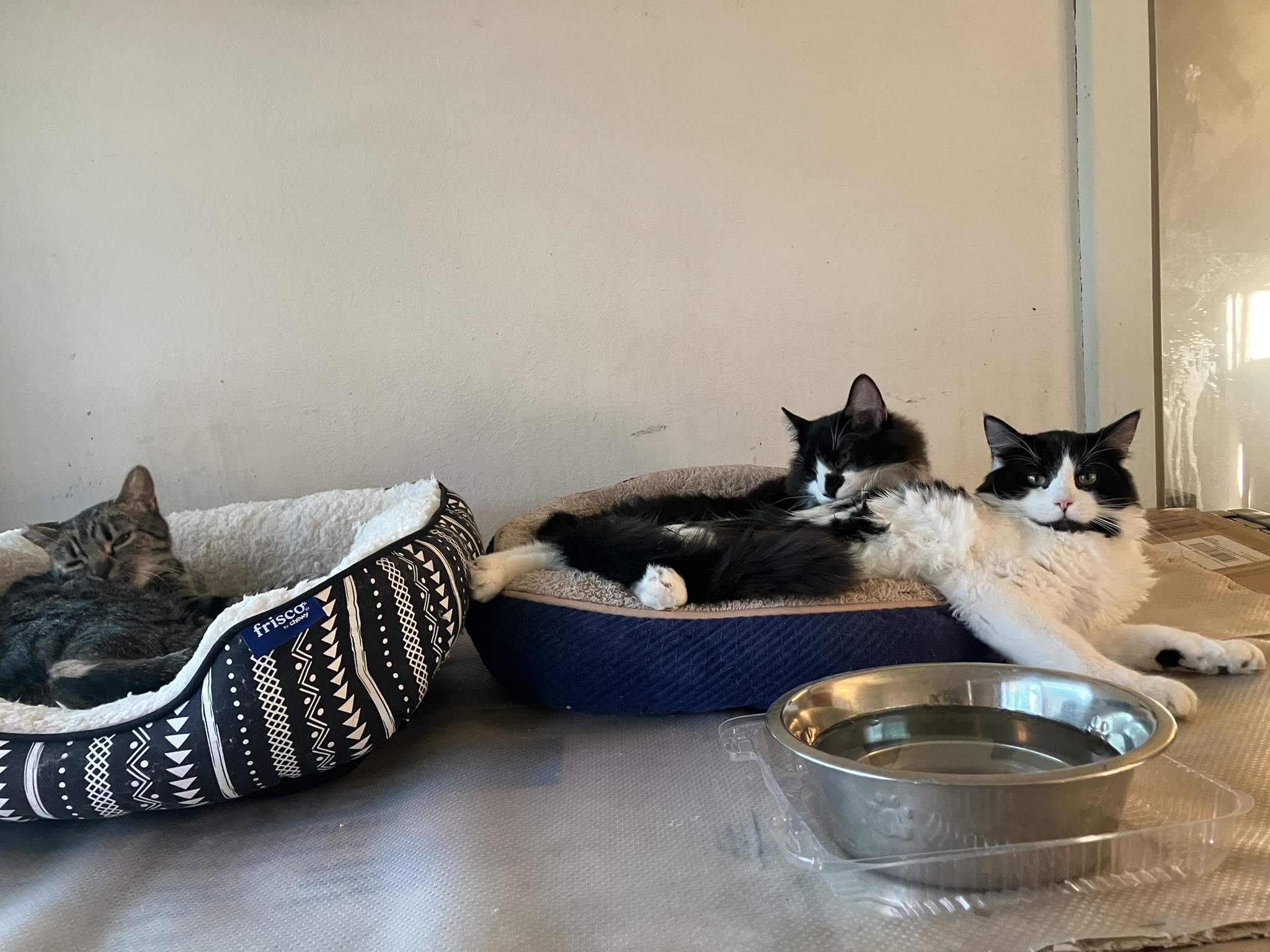 Enlarge Roscoe (rr) (cc), a Adoptable mixed breed in Woodland Hills, CA image 4/6