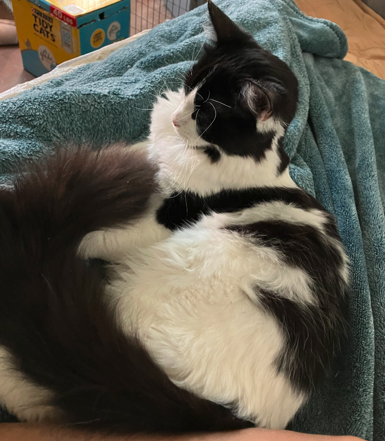 Enlarge Roscoe (rr) (cc), a Adoptable mixed breed in Woodland Hills, CA image 5/6