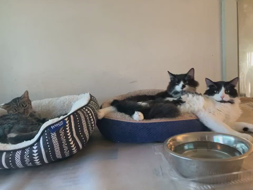 Enlarge Roscoe (rr) (cc), a Adoptable mixed breed in Woodland Hills, CA video 6/6