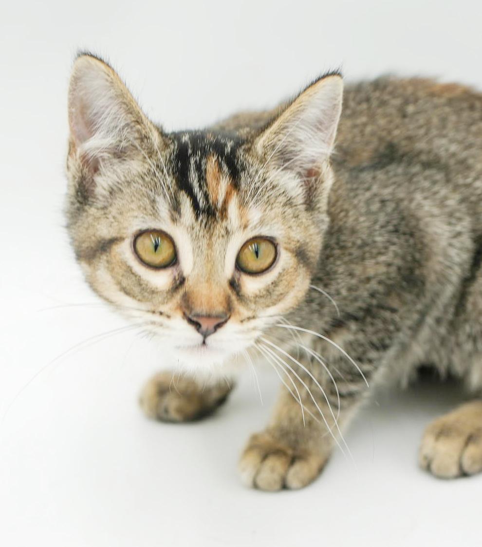 Sophie is our snuggly sweetheart! GORGEOUS, Adoptable, Kitten Female Torbie & Bengal.