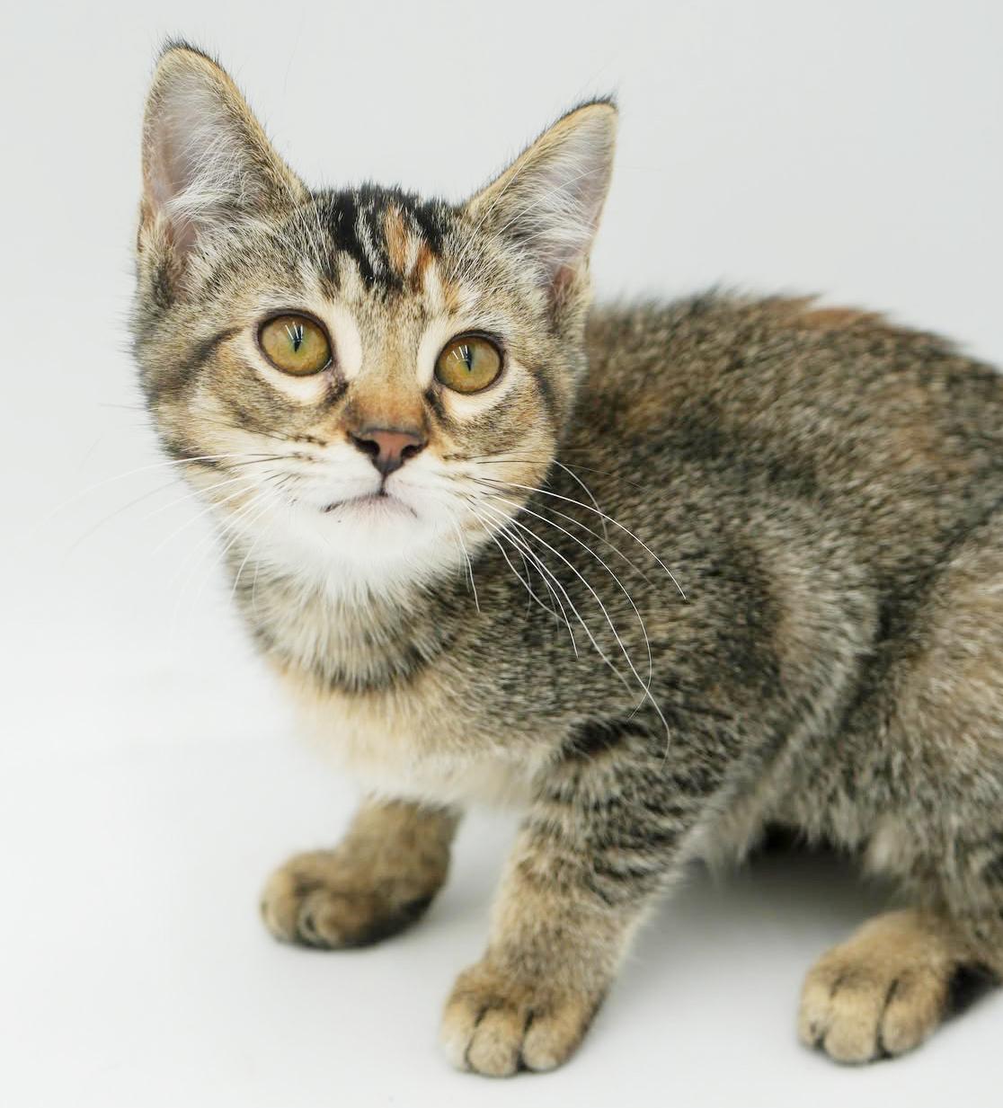 Sophie is our snuggly sweetheart! GORGEOUS, a Adoptable mixed breed in Bedford Hills, NY image 2/6