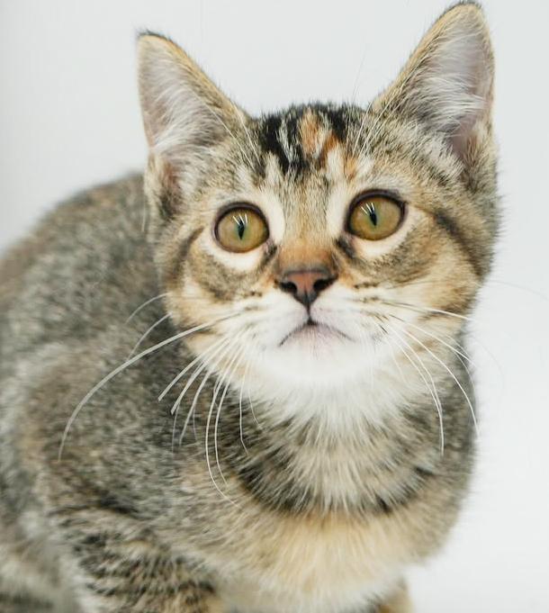 Sophie is our snuggly sweetheart! GORGEOUS, a Adoptable mixed breed in Bedford Hills, NY image 3/6