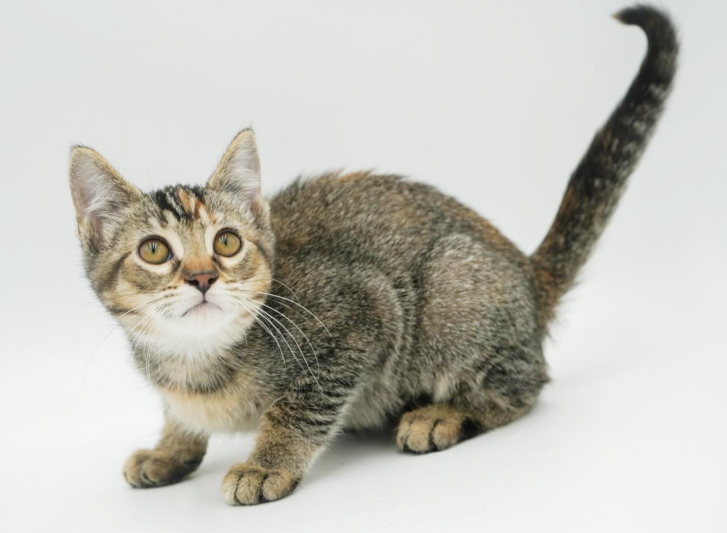 Sophie is our snuggly sweetheart! GORGEOUS, a Adoptable mixed breed in Bedford Hills, NY image 4/6