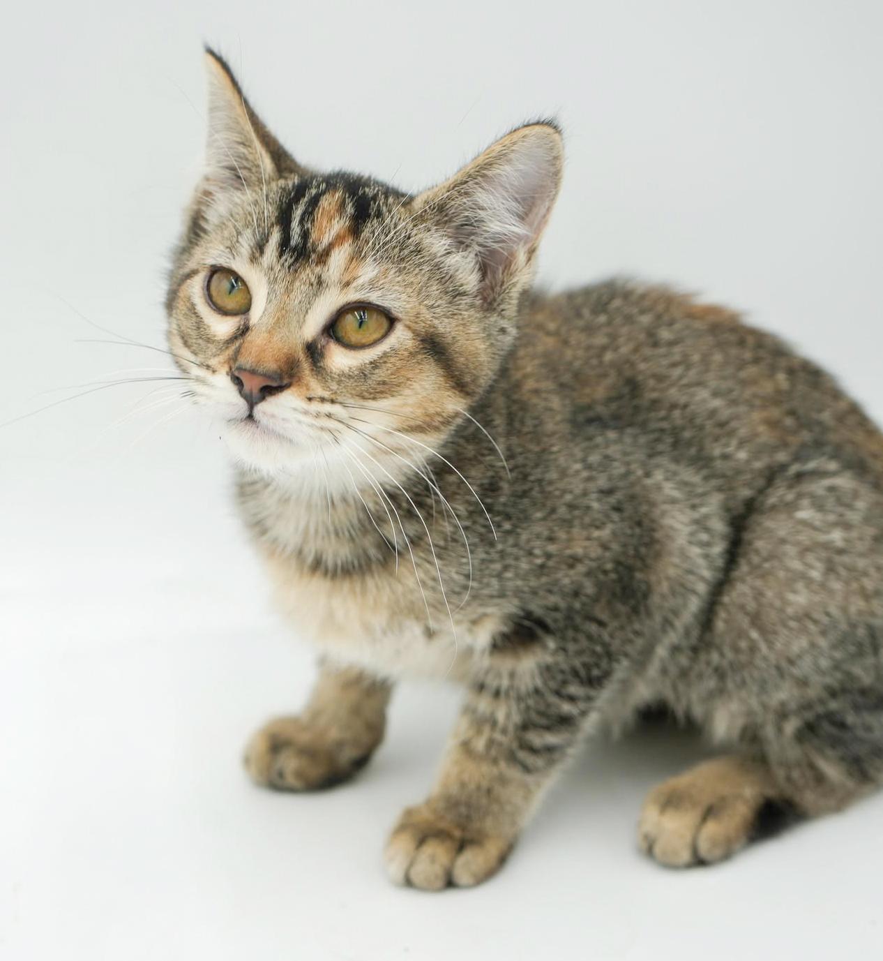 Sophie is our snuggly sweetheart! GORGEOUS, a Adoptable mixed breed in Bedford Hills, NY image 5/6