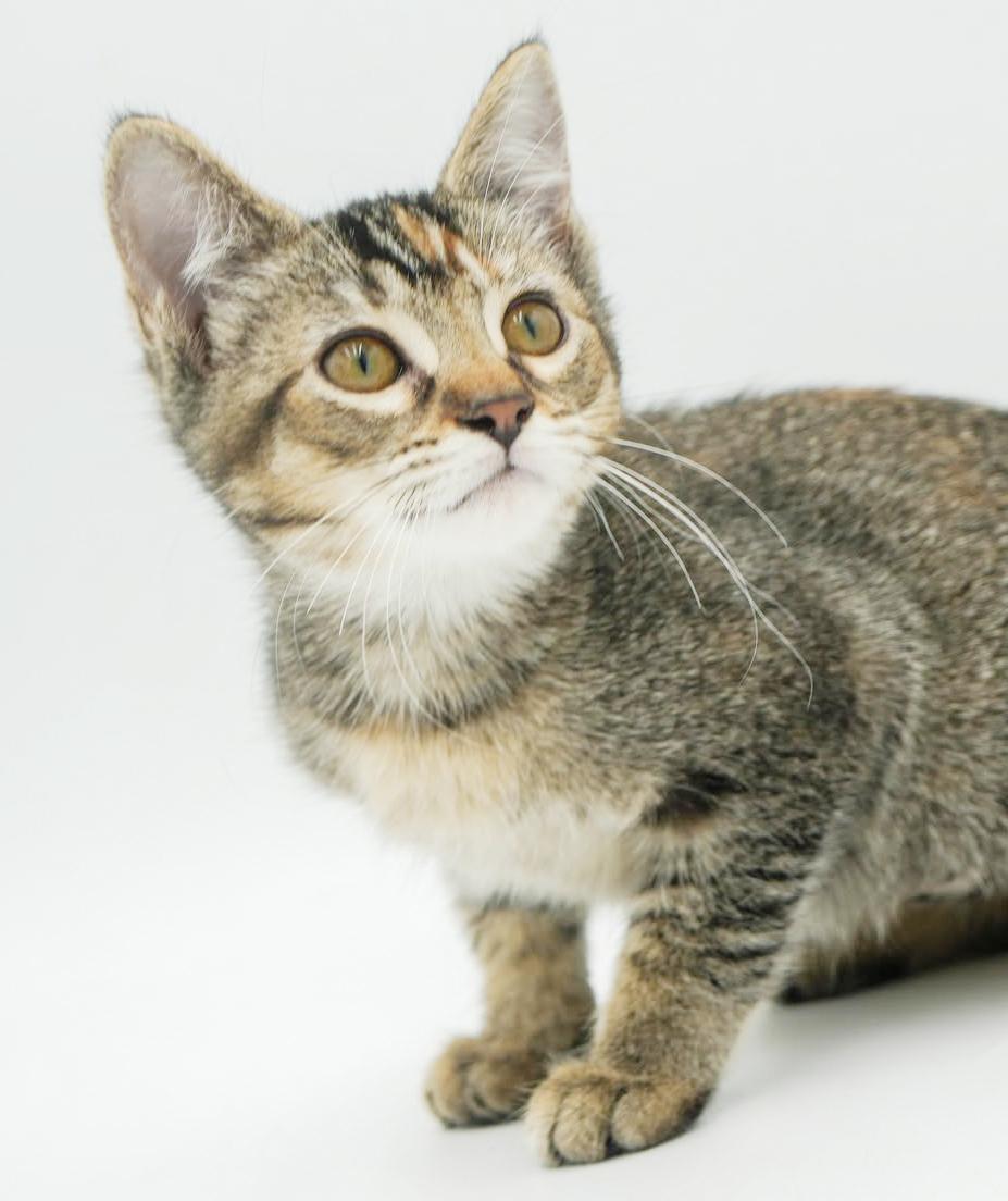 Sophie is our snuggly sweetheart! GORGEOUS, a Adoptable mixed breed in Bedford Hills, NY image 6/6