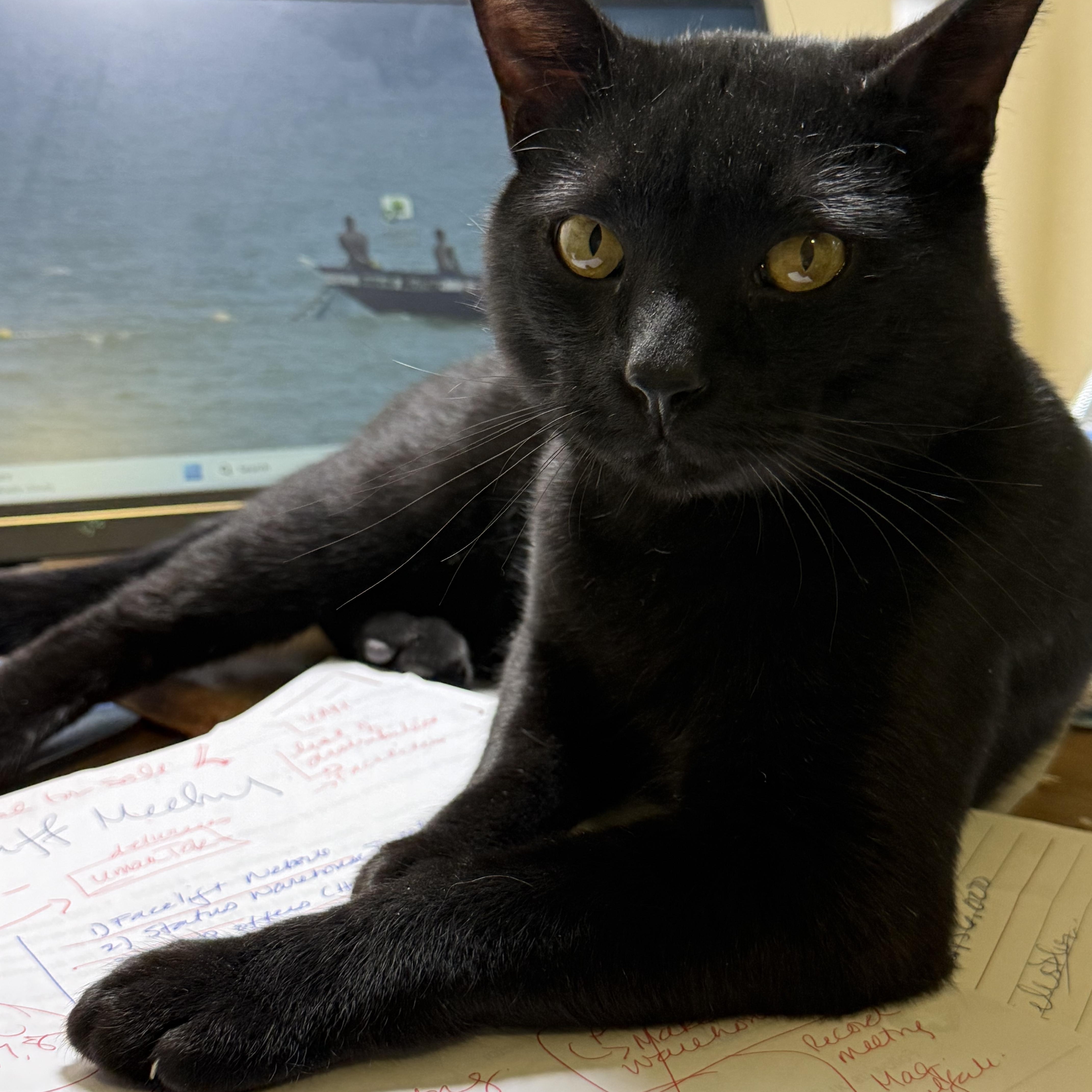 Enlarge Greg -Purrfection, a ADOPTABLE mixed breed in Arlington, VA image 5/5