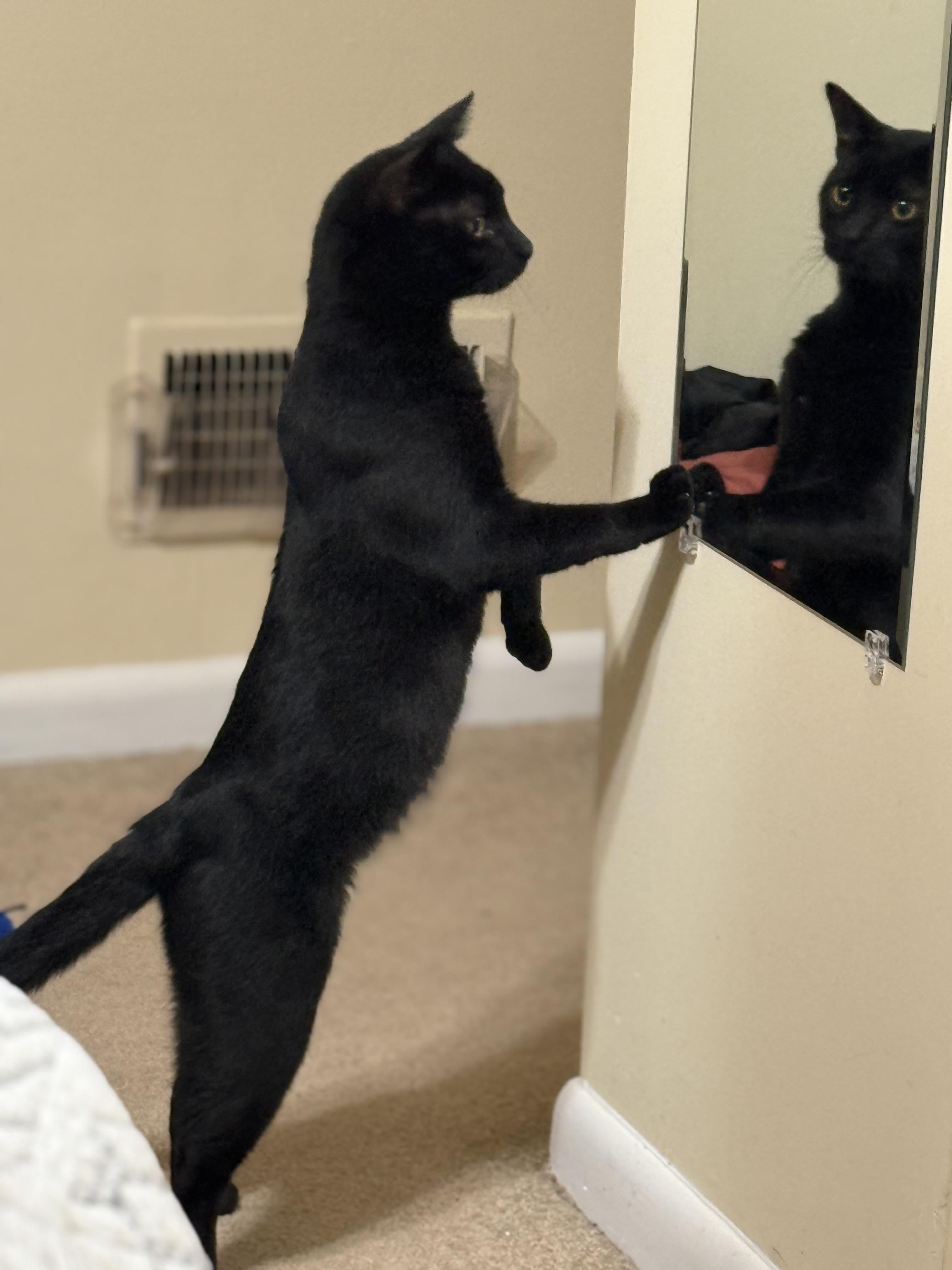 Enlarge Greg -Purrfection, a ADOPTABLE mixed breed in Arlington, VA image 3/5