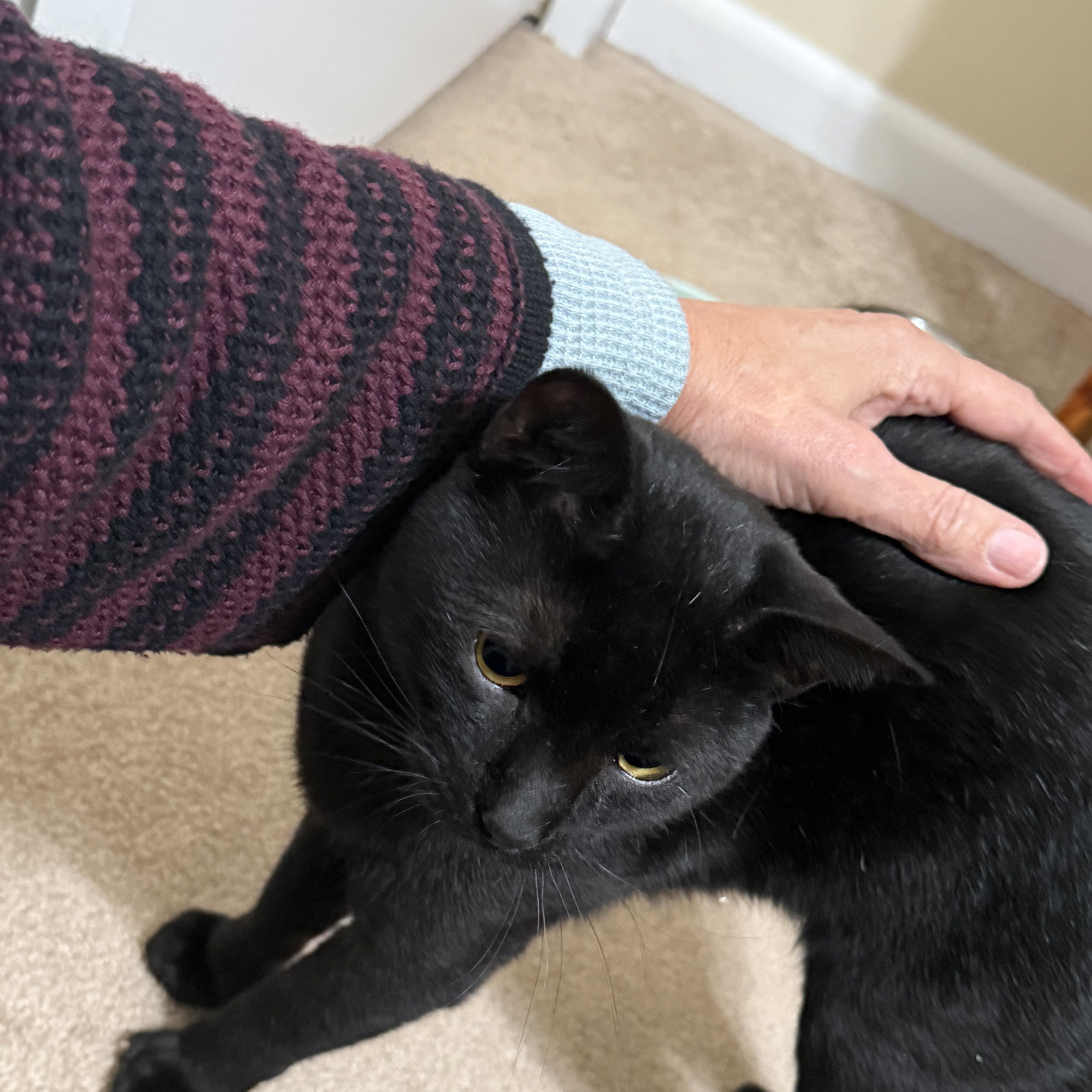 Enlarge Greg -Purrfection, a ADOPTABLE mixed breed in Arlington, VA image 4/5