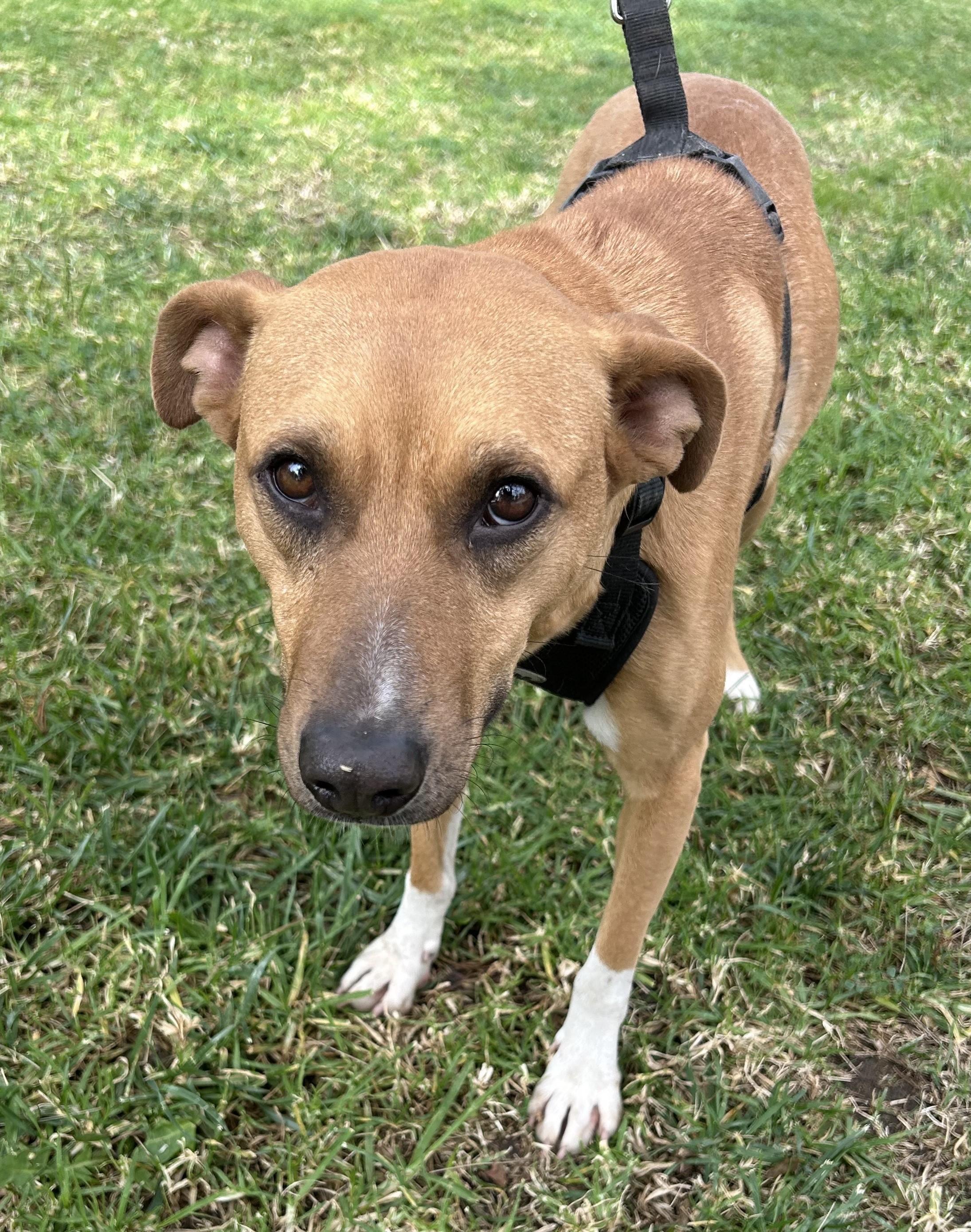 Enlarge CASSY, a ADOPTABLE mixed breed in Bell Gardens, CA image 4/6