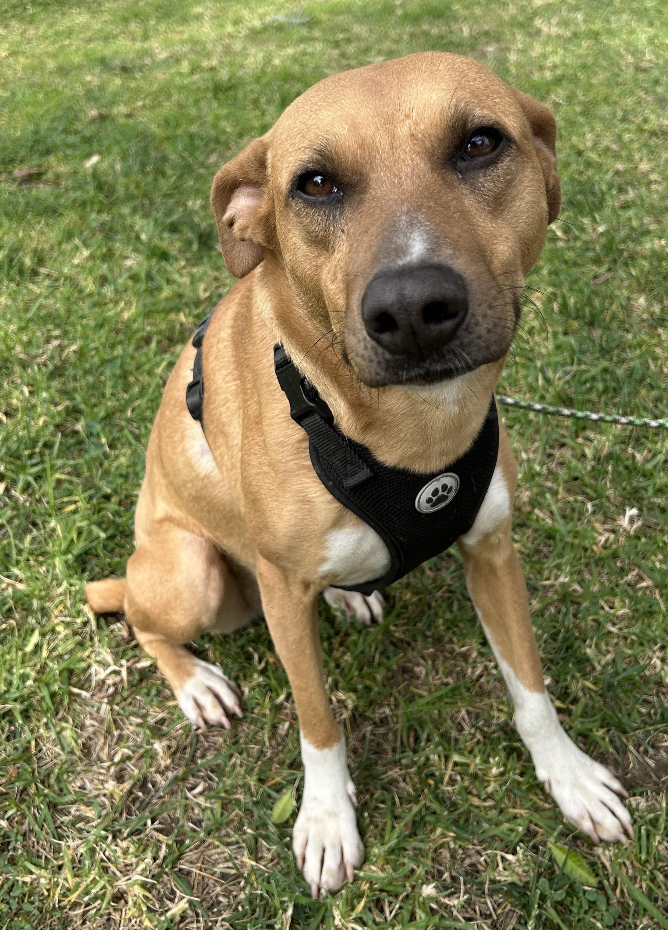 CASSY, ADOPTABLE, Young Female Black Mouth Cur.