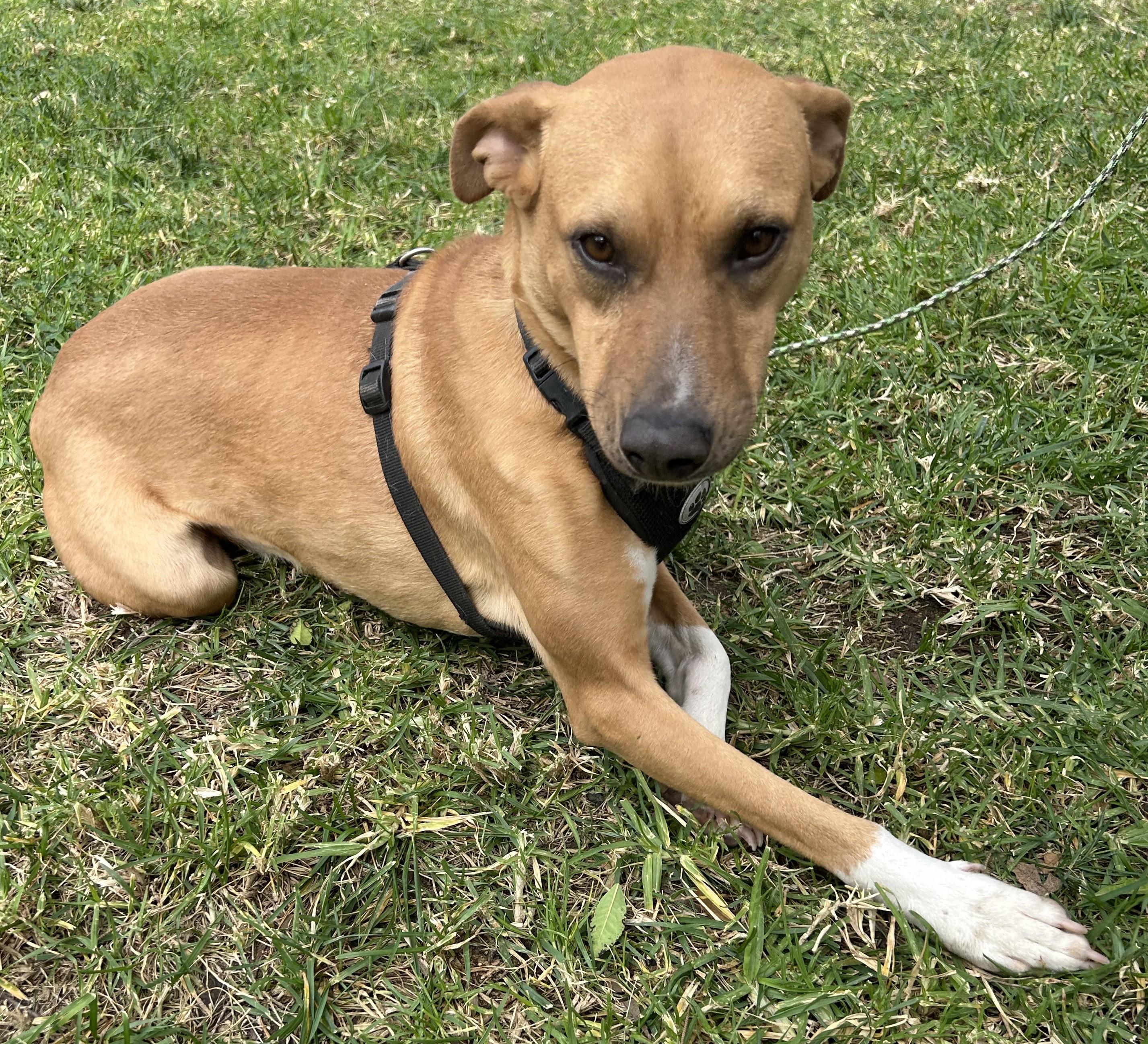 Enlarge CASSY, a ADOPTABLE mixed breed in Bell Gardens, CA image 3/6