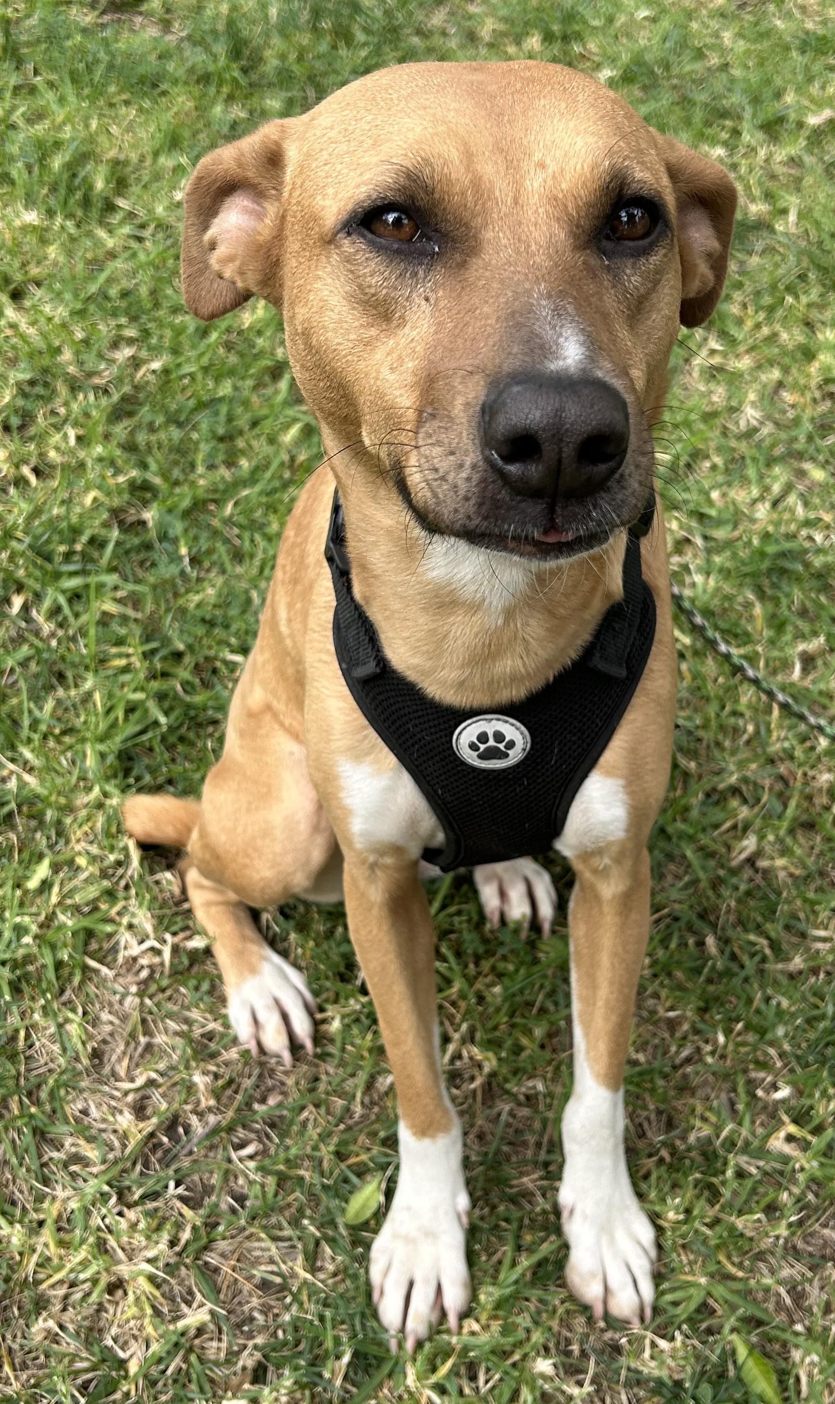 Enlarge CASSY, a ADOPTABLE mixed breed in Bell Gardens, CA image 2/6