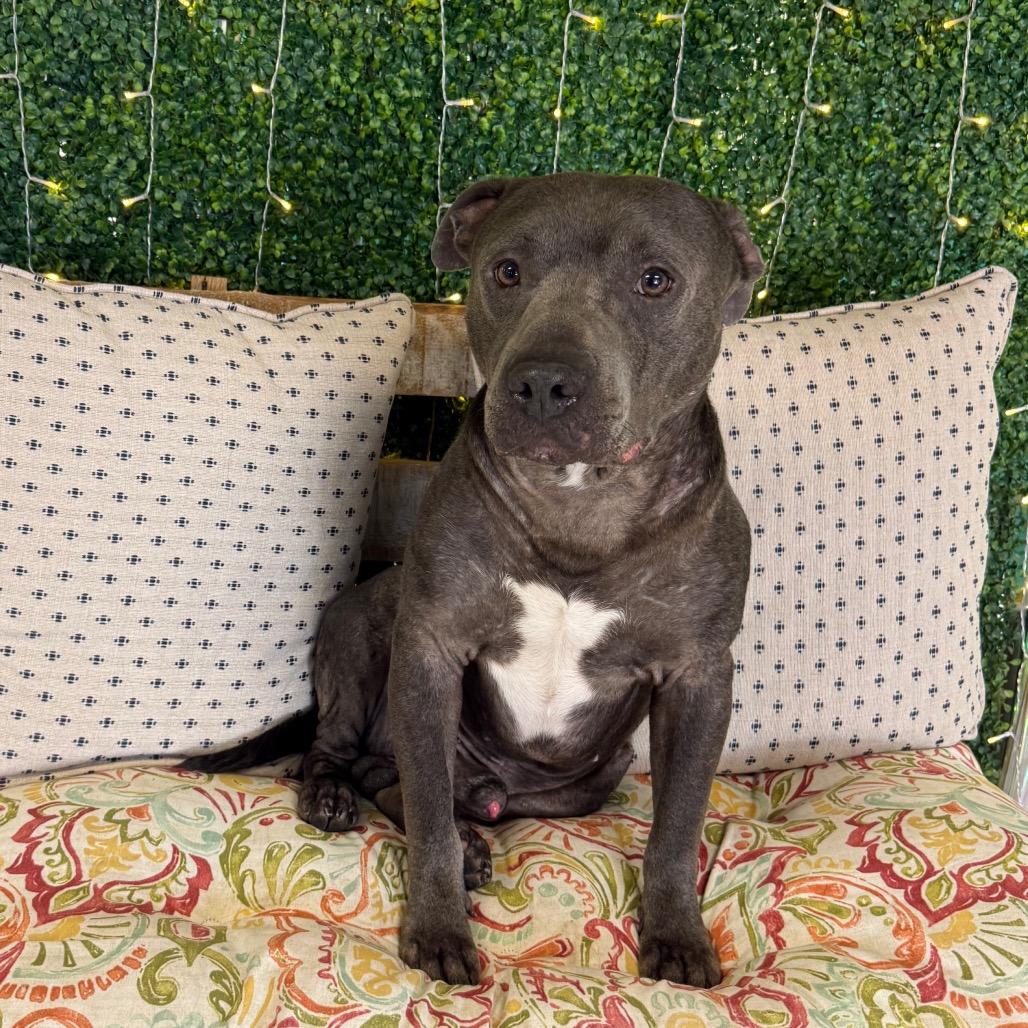 Rowdy, Adoptable, Adult Male Mixed Breed.