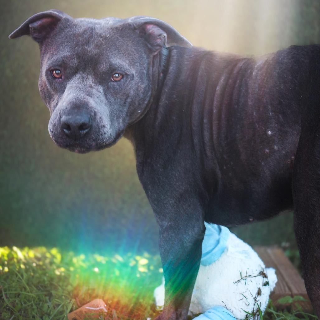 Rowdy, Adoptable, Adult Male Mixed Breed.