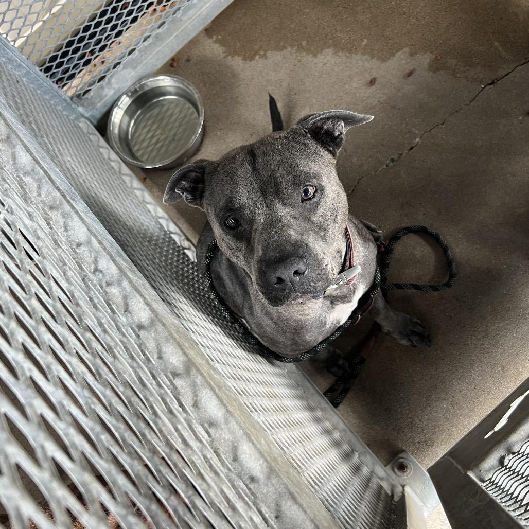 Enlarge Rowdy, a Adoptable Mixed Breed in Lake Jackson, TX image 1/2