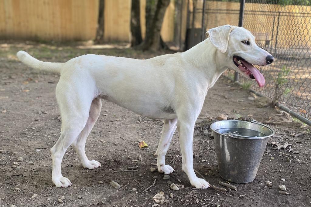 Enlarge Daisy, a Adoptable Labrador Retriever in Little Rock, AR image 1/4