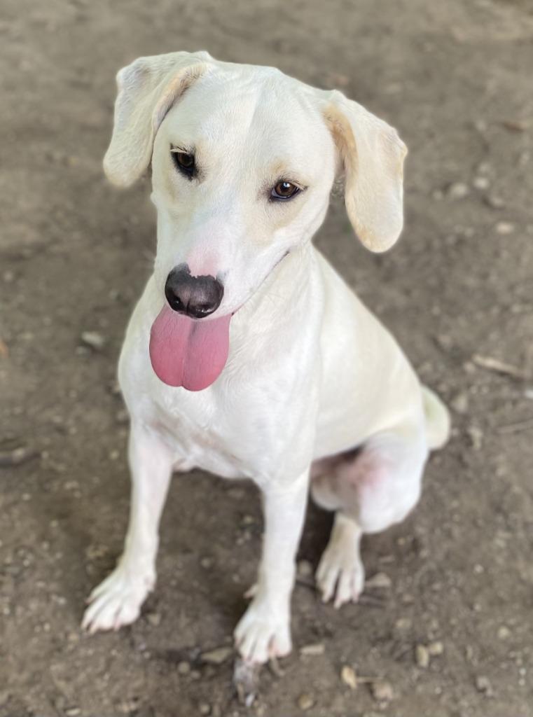 Enlarge Daisy, a Adoptable Labrador Retriever in Little Rock, AR image 2/4
