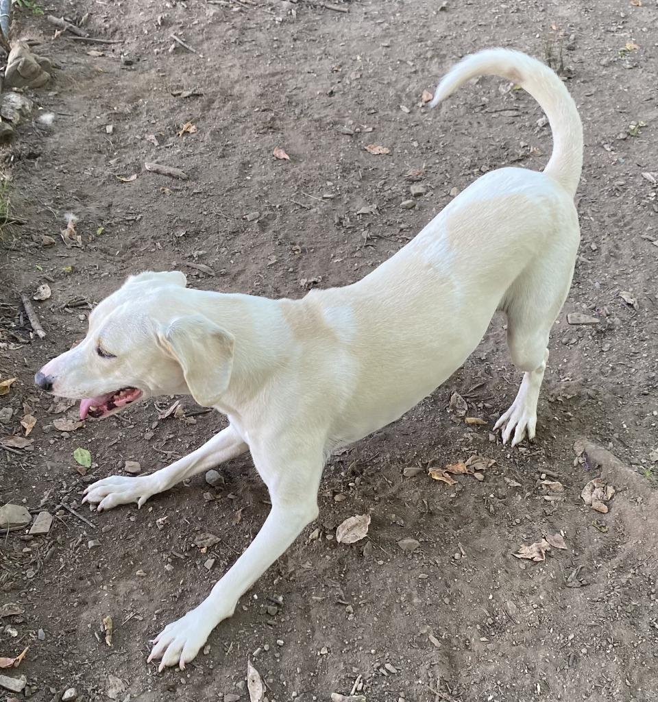 Enlarge Daisy, a Adoptable Labrador Retriever in Little Rock, AR image 3/4