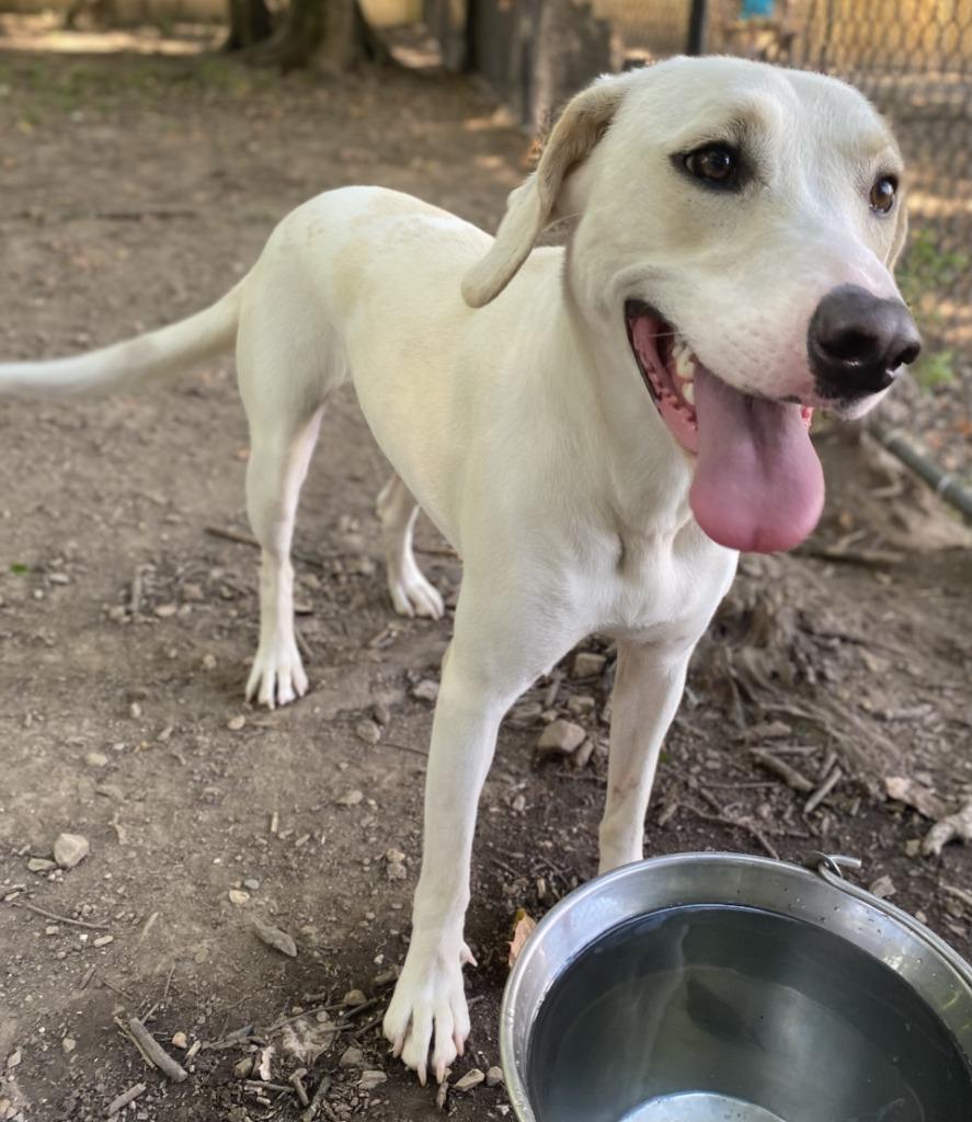 Enlarge Daisy, a Adoptable Labrador Retriever in Little Rock, AR image 4/4
