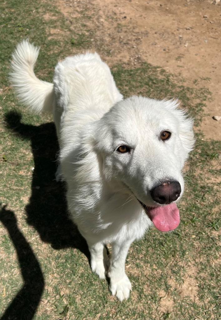 Enlarge Tulip, a Adoptable mixed breed in Seven Points, TX image 1/2