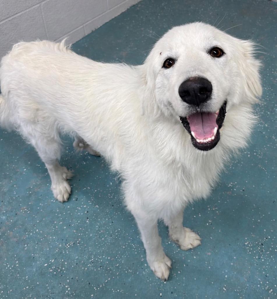 Enlarge Tulip, a Adoptable mixed breed in Seven Points, TX image 2/2