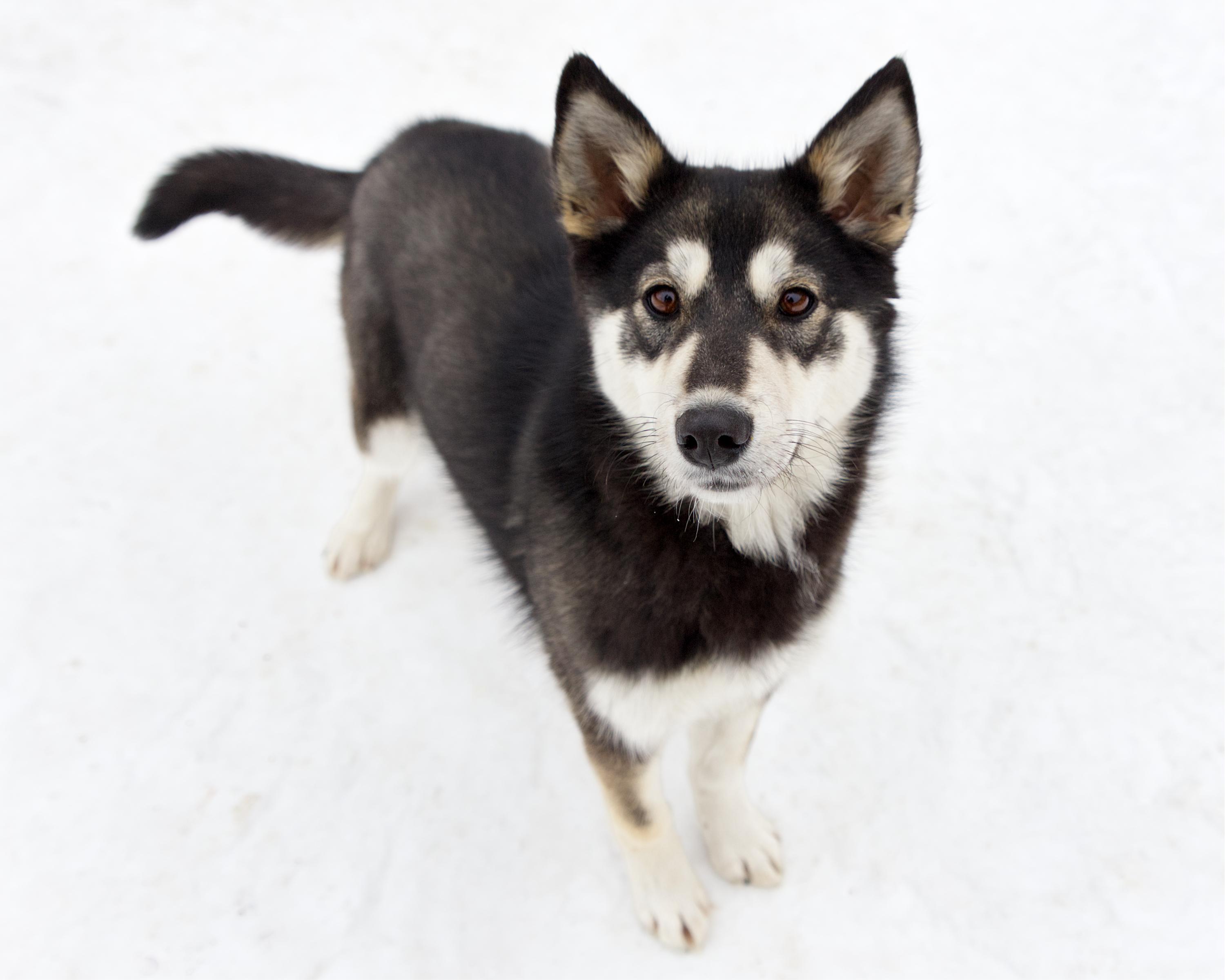 Enlarge Pip, an adopted mixed breed in Winnipeg, MB image 2/3