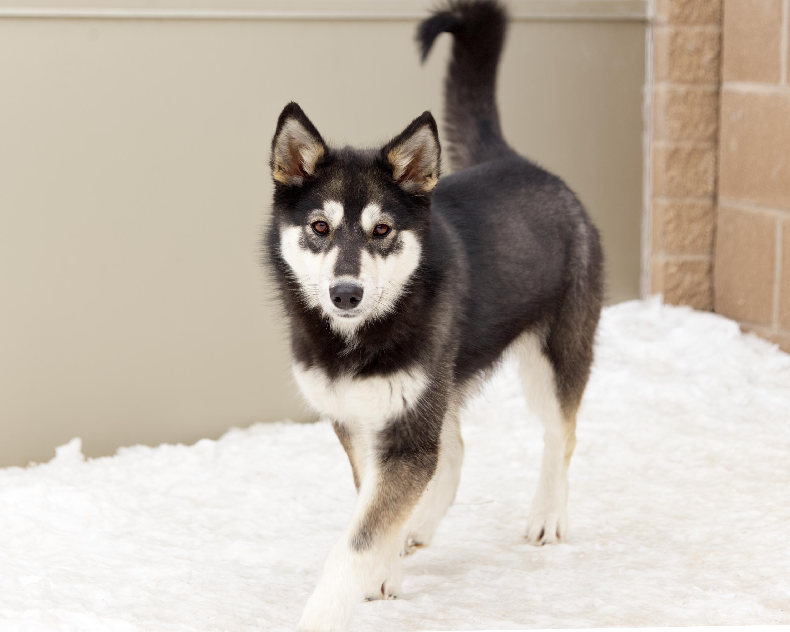 Enlarge Pip, an adopted mixed breed in Winnipeg, MB image 3/3