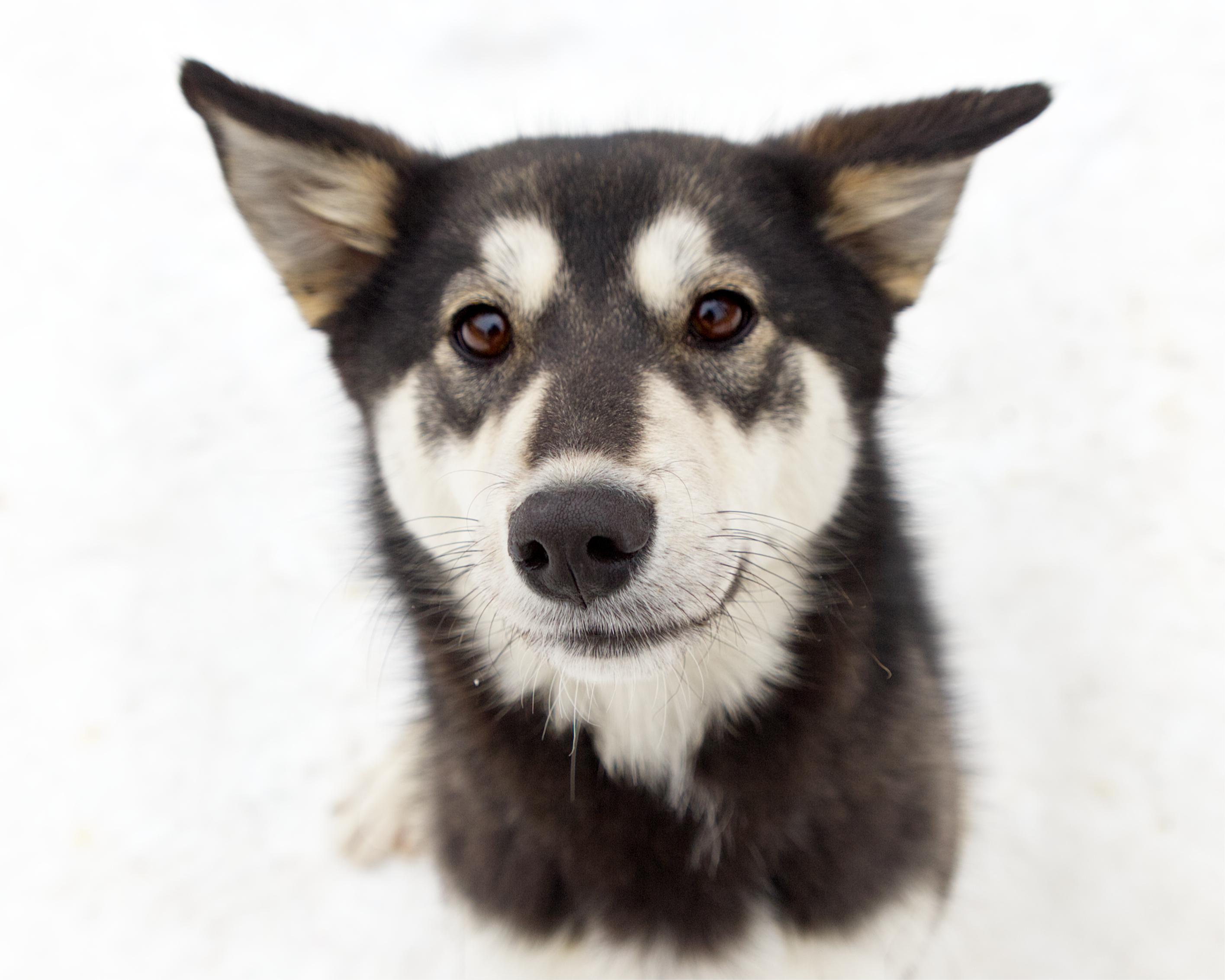 Pip, adoptable, Young Female Husky.