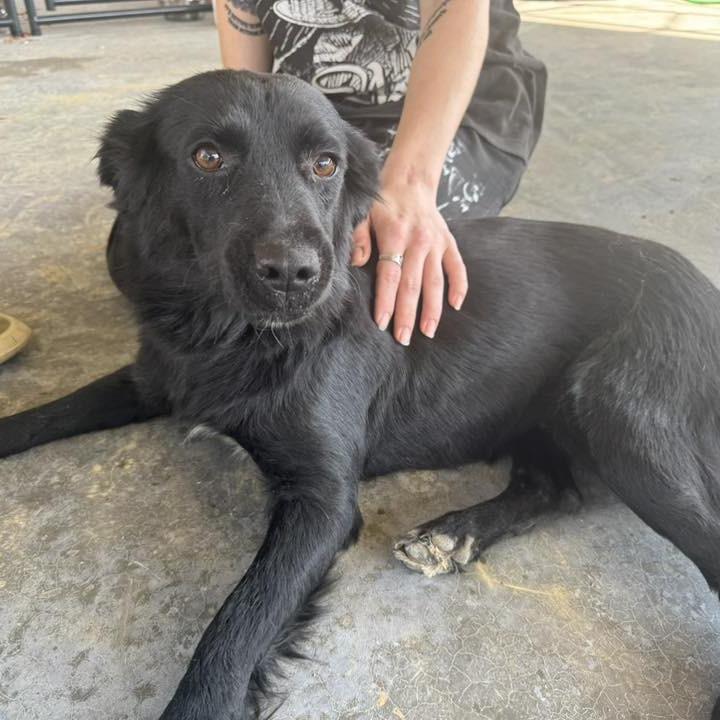 Sage, a Adoptable Retriever in Parrish, AL image 1/6